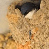 Jiricka obecna 0619
